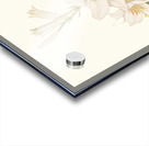 Lilium Candidum 1834 Acrylic print