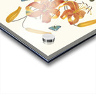 Lilium Tigrinum 1834 Acrylic print