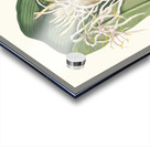 Crinum Declinatum 1834 Acrylic print