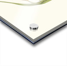 Crinum Yuccæides 1834 Acrylic print