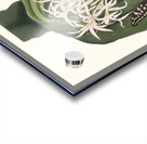 Crinum Pedunculatum. [River Lily] 1834 Acrylic print