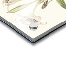 Pancratium Calathinum. 1834 Acrylic print