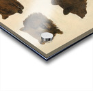 Portraits of Two Grizzly Bears From Life 1839-1840 Acrylic print