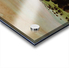 Buffalo Bulls in a Wallow 1837-1839 Acrylic print