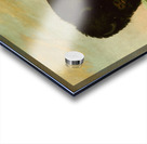 Buffalo Bull Grazing on the Prairie 1832-1833 Acrylic print