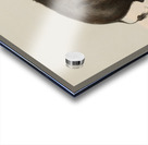 Wounded Buffalo Bull 1844 Acrylic print