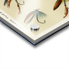 Mary Orvis Marbury 027 Acrylic print