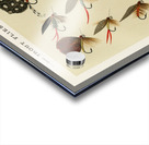 Trout Flies  Acrylic print