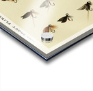 Trout Flies  Acrylic print