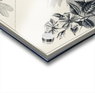 Trout Flies  Acrylic print