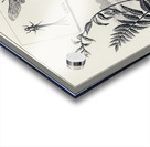 Drakes  Acrylic print