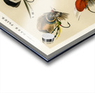 Bass Flies  Acrylic print