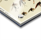 Trout Flies  Acrylic print