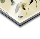 Bass Flies  Acrylic print