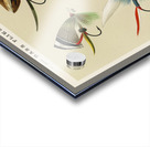 Bass Flies  Acrylic print