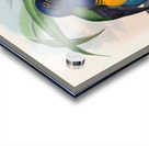 John Gould trogons 019 Acrylic print