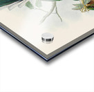 John Gould trogons 036 Acrylic print