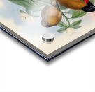 John Gould trogons 013 Acrylic print