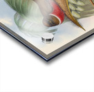 John Gould trogons 005 Acrylic print