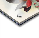 John Gould trogons 034 Acrylic print