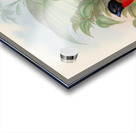 John Gould trogons 012 Acrylic print