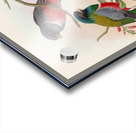 John Gould trogons 042 Acrylic print