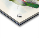 John Gould trogons 041 Acrylic print