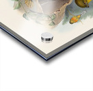 John Gould trogons 026 Acrylic print