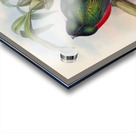 John Gould trogons 004 Acrylic print