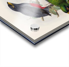 John Gould trogons 033 Acrylic print