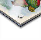 John Gould trogons 002 Acrylic print