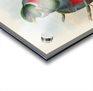 John Gould trogons 044 Acrylic print