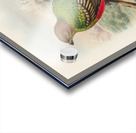 John Gould trogons 038 Acrylic print