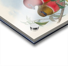 John Gould trogons 021 Acrylic print