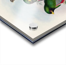 John Gould trogons 016 Acrylic print