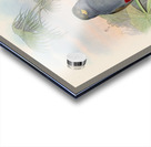 John Gould trogons 010 Acrylic print