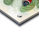 John Gould trogons 035 Acrylic print