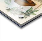 John Gould trogons 032 Acrylic print