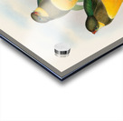 John Gould trogons 025 Acrylic print