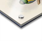 John Gould trogons 039 Acrylic print