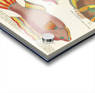 Colourful and surreal illustrations of fishes found in Moluccas Indonesia and the East Indies by Louis Renard 1678 -1746 from Histoire naturelle des plus rares curiositez de la mer des Indes 1754. Acrylic print