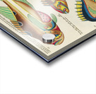 Colourful and surreal illustrations of fishes found in Moluccas Indonesia and the East Indies by Louis Renard 1678 -1746 from Histoire naturelle des plus rares curiositez de la mer des Indes 1754. Acrylic print