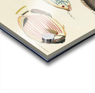 Colourful and surreal illustrations of fishes found in Moluccas Indonesia and the East Indies by Louis Renard 1678 -1746 from Histoire naturelle des plus rares curiositez de la mer des Indes 1754. Acrylic print