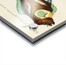 Colourful and surreal illustrations of fishes found in Moluccas Indonesia and the East Indies by Louis Renard 1678 -1746 from Histoire naturelle des plus rares curiositez de la mer des Indes 1754. Acrylic print