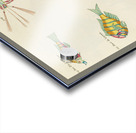 Colourful and surreal illustrations of fishes lobsters and crab found in Moluccas Indonesia and the East Indies by Louis Renard 1678 -1746 from Histoire naturelle des plus rares curiositez de la mer des Indes 1754. Acrylic print