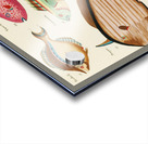 Colourful and surreal illustrations of fishes found in Moluccas Indonesia and the East Indies by Louis Renard 1678 -1746 from Histoire naturelle des plus rares curiositez de la mer des Indes 1754. Acrylic print