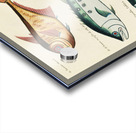 Colourful and surreal illustrations of fishes found in Moluccas Indonesia and the East Indies by Louis Renard 1678 -1746 from Histoire naturelle des plus rares curiositez de la mer des Indes 1754. Acrylic print