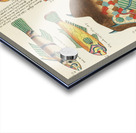 Colourful and surreal illustrations of fishes found in Moluccas Indonesia and the East Indies by Louis Renard 1678 -1746 from Histoire naturelle des plus rares curiositez de la mer des Indes 1754. Acrylic print