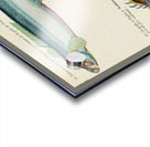 Colourful and surreal illustrations of fishes found in Moluccas Indonesia and the East Indies by Louis Renard 1678 -1746 from Histoire naturelle des plus rares curiositez de la mer des Indes 1754. Acrylic print