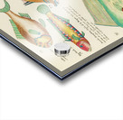 Colourful and surreal illustrations of fishes found in Moluccas Indonesia and the East Indies by Louis Renard 1678 -1746 from Histoire naturelle des plus rares curiositez de la mer des Indes 1754. Acrylic print